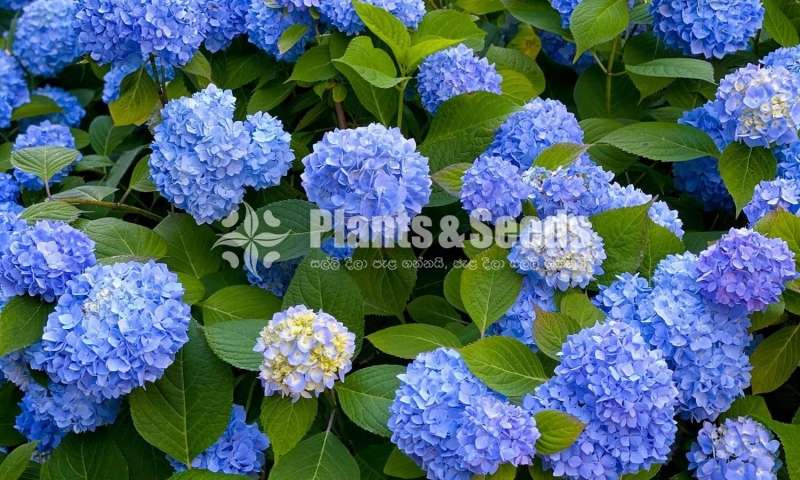 Harincha (හයරින්චා)