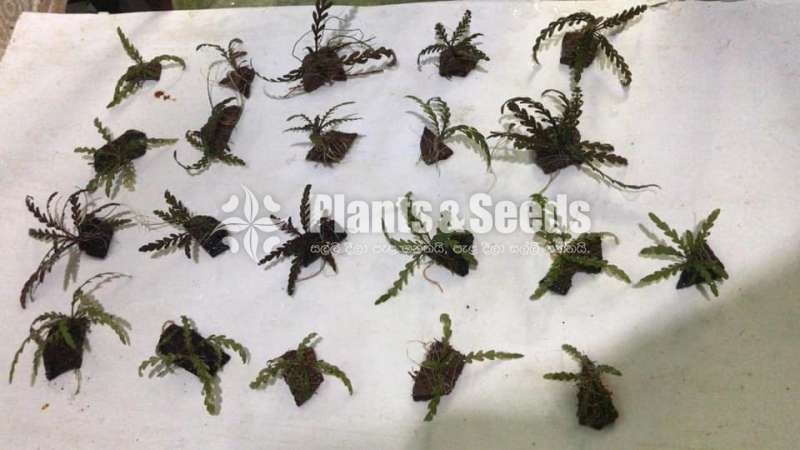 Aquarium Plants 