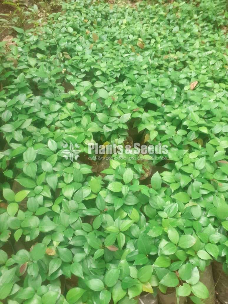 Cinnamon Plants  (කුරුදු පැල)