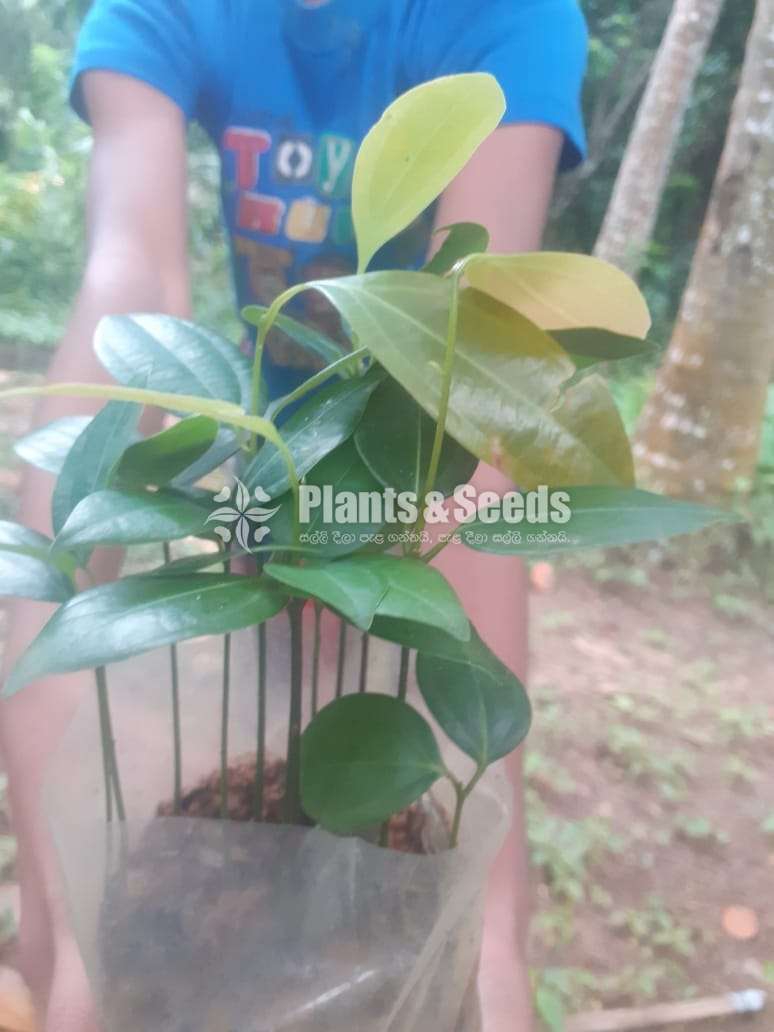 Cinnamon Plants  (කුරුදු පැල)