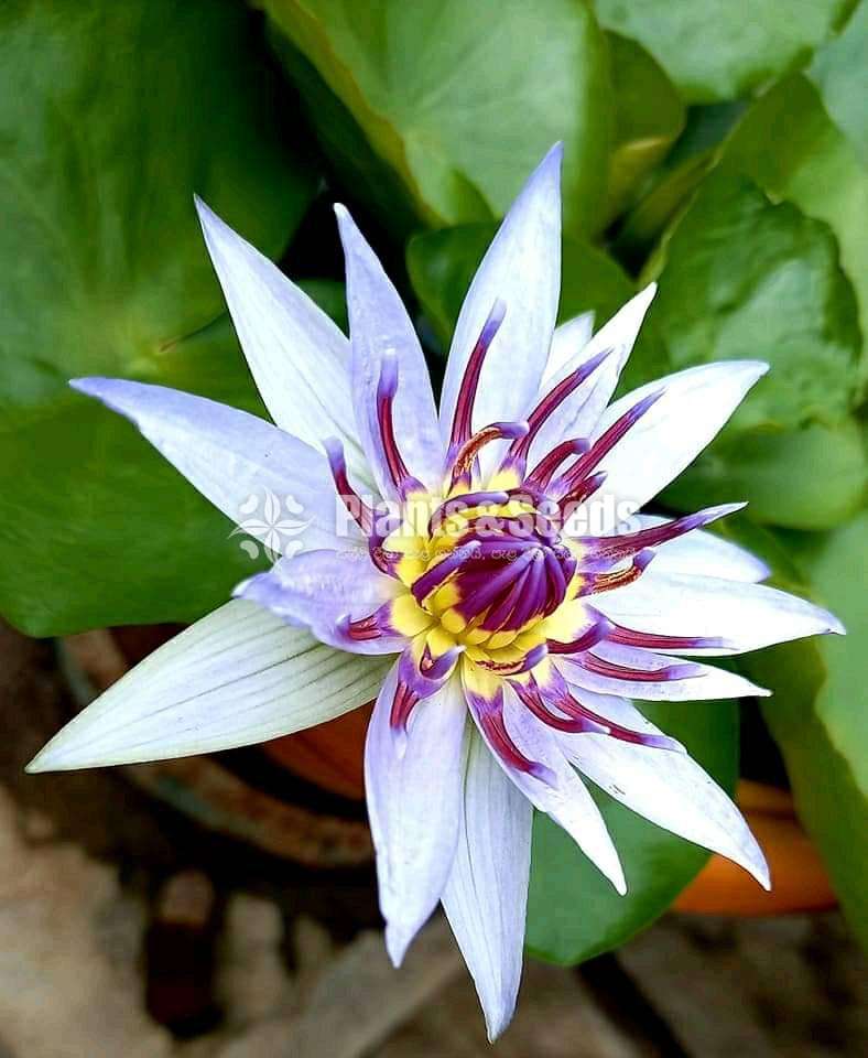 Water Plants Colorata blue