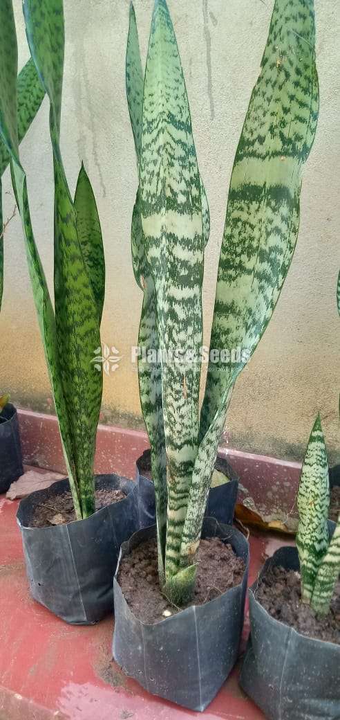 Sansevenia (White)