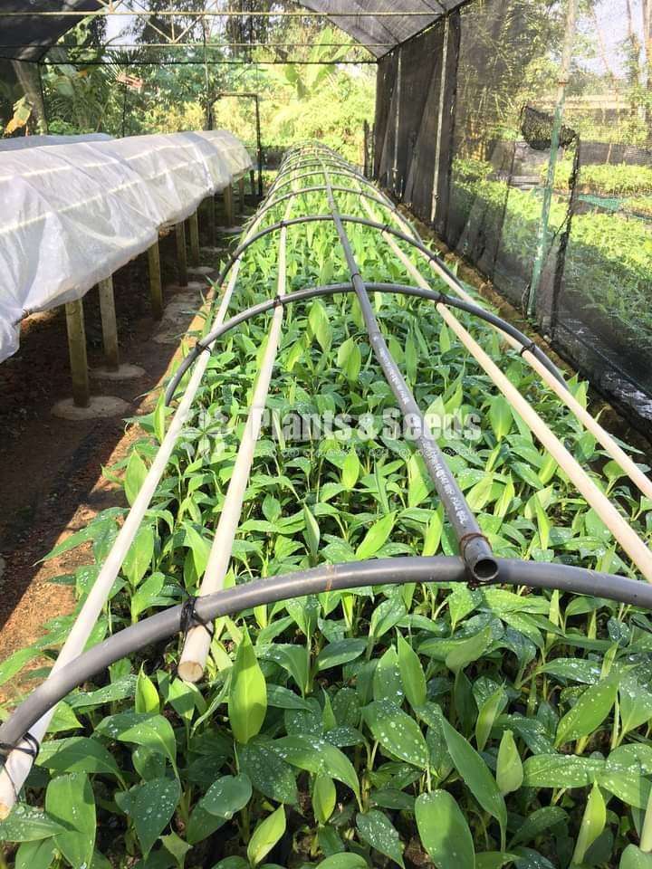 Banana Plants (කැවෙන්ඩිශ්, අම්බුල්)