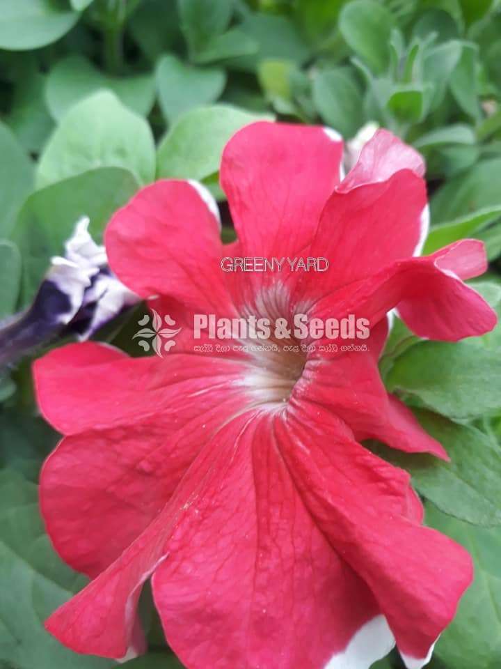 Petunia Pot  (පිටෝනියා )