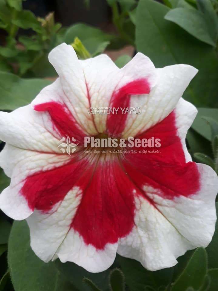 Petunia Pot  (පිටෝනියා )