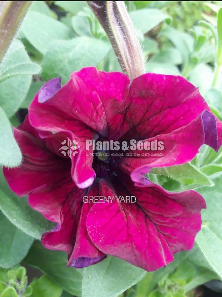 Petunia Pot  (පිටෝනියා )