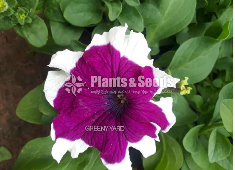 Petunia Pot  (පිටෝනියා )