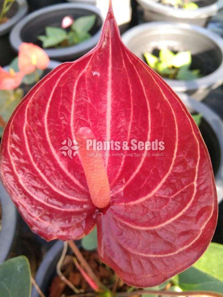Anthurium-Tri Miracle, Livium, Safari, Jaguar Package