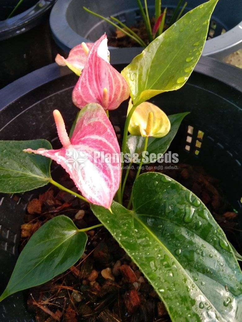 Anthurium-Tri Miracle, Livium, Safari, Jaguar Package