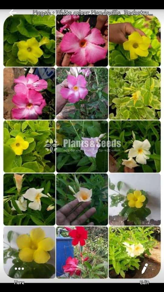 Mandavila (බටර් කප් )