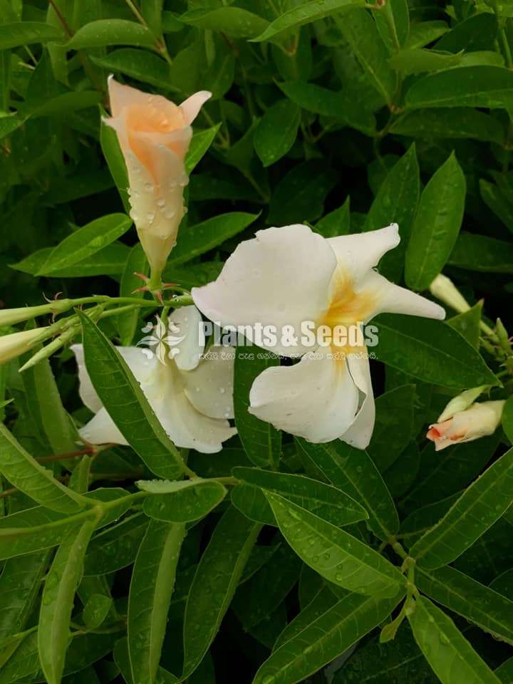 Mandavila (බටර් කප් )