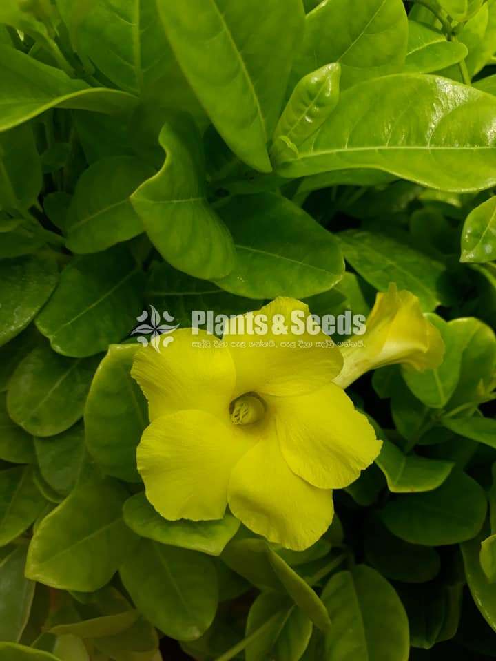 Mandavila (බටර් කප් )
