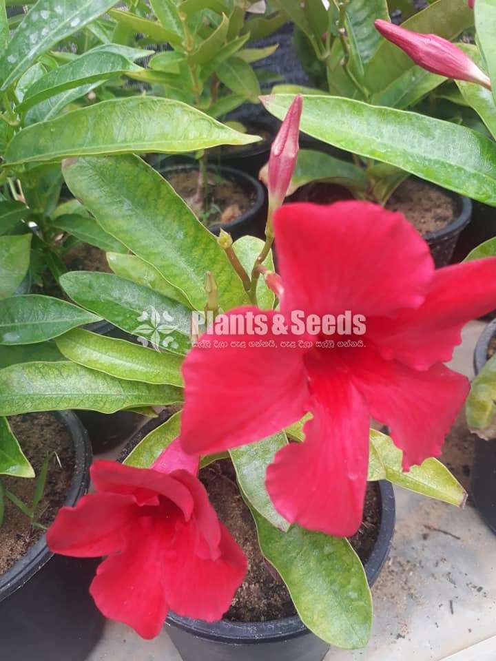 Mandavila (බටර් කප් )