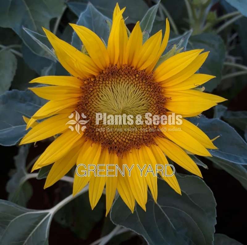 Sunflower Plants (සූරියකාන්ත)