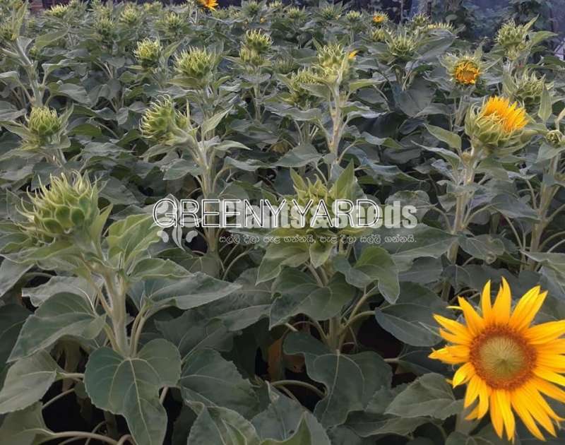 Sunflower Plants (සූරියකාන්ත)