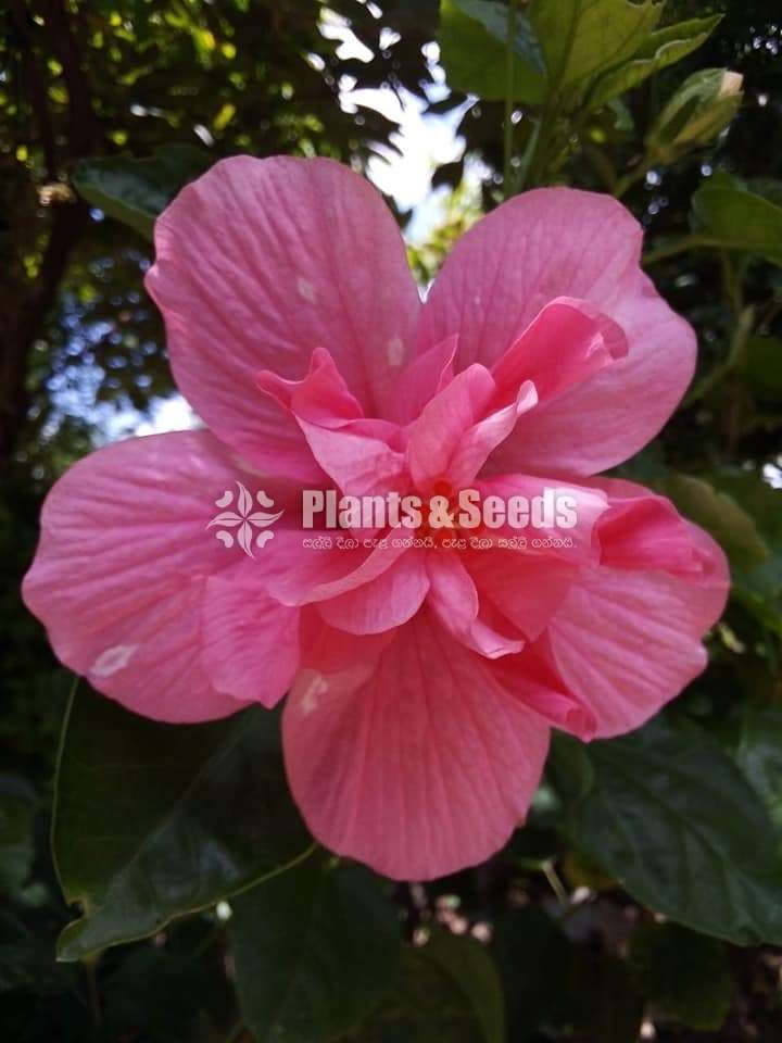 Hibiscus (වද මල් )