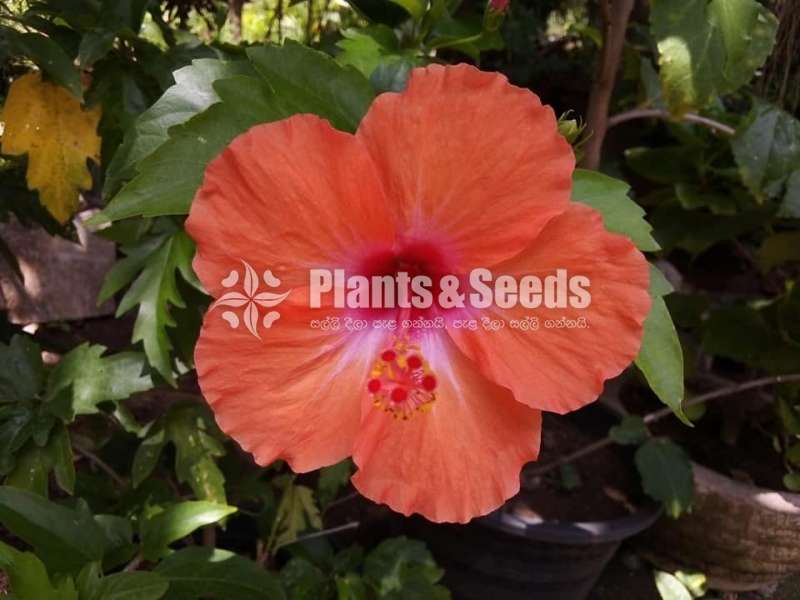 Hibiscus (වද මල් )