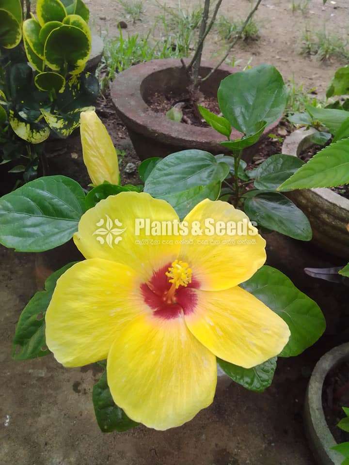 Hibiscus (වද මල් )