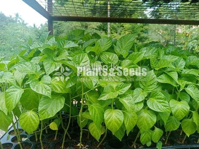 Nimiris (නයි මිරිස් පැල )