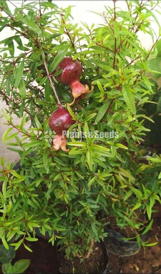 Nimali Delum (නිමාලි දෙළුම් පැළ )