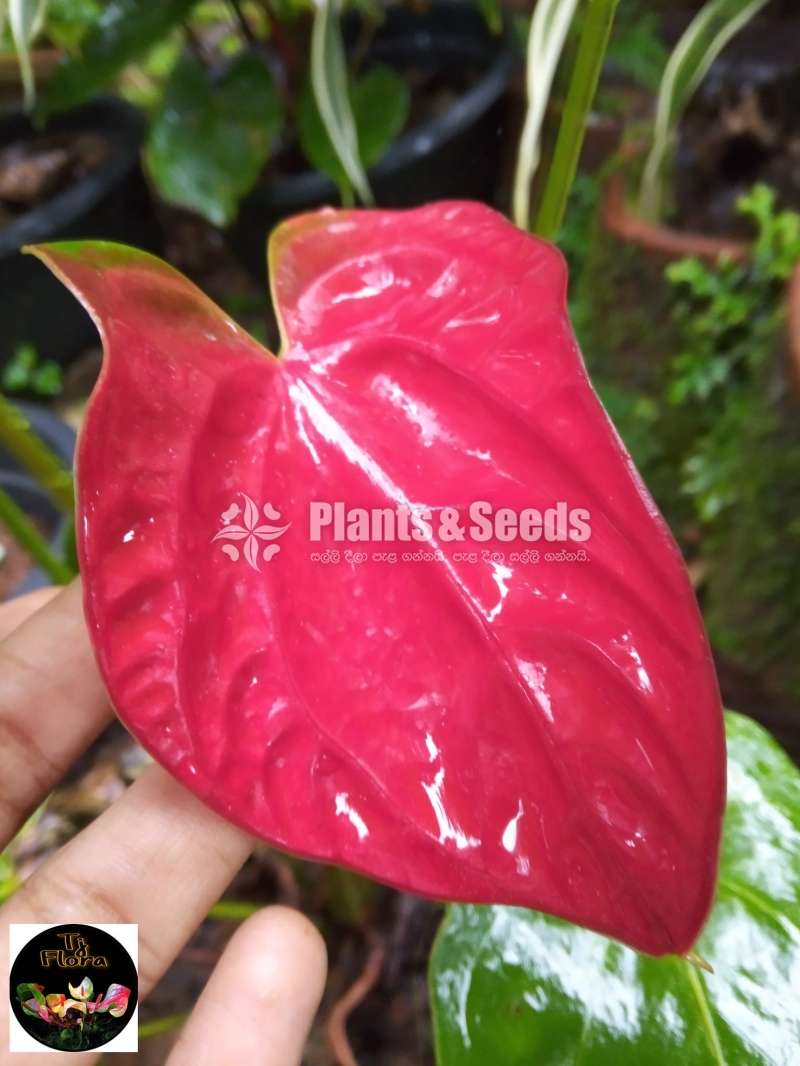 Candila Anthurium