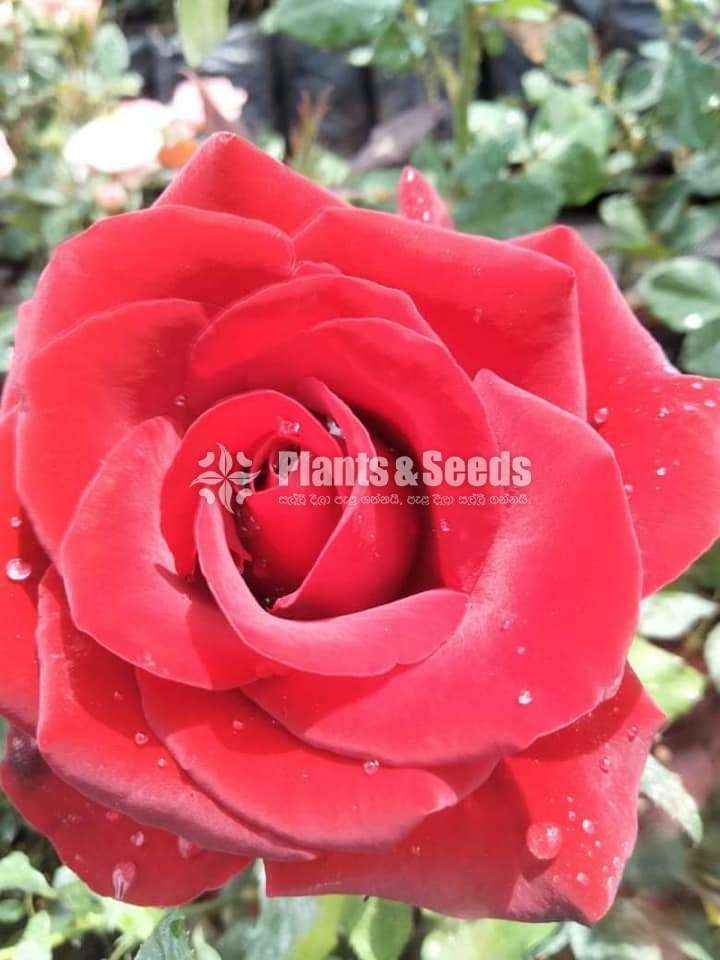 Roses Plants