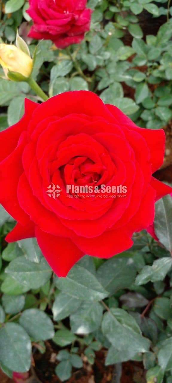 Roses Plants