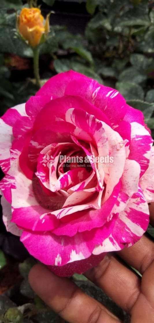 Roses Plants