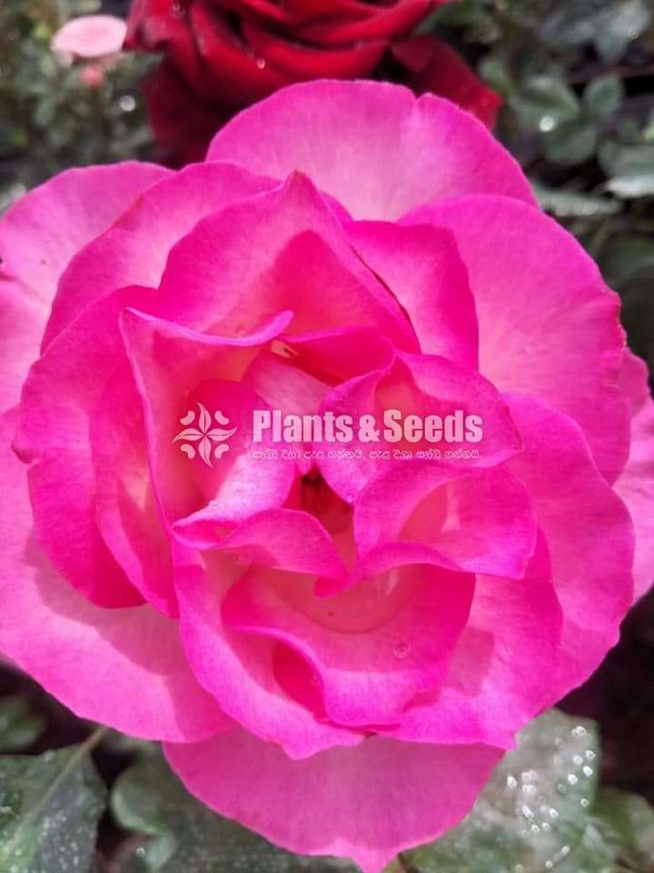 Roses Plants