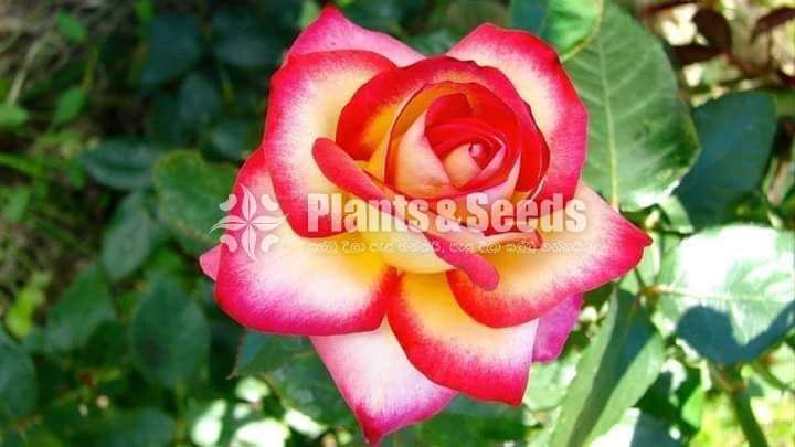 Roses Plants