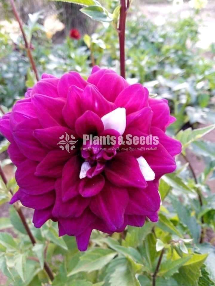 Deliya (ඩේලියා මල් සහිත පැල)