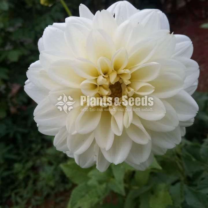 Deliya (ඩේලියා මල් සහිත පැල)