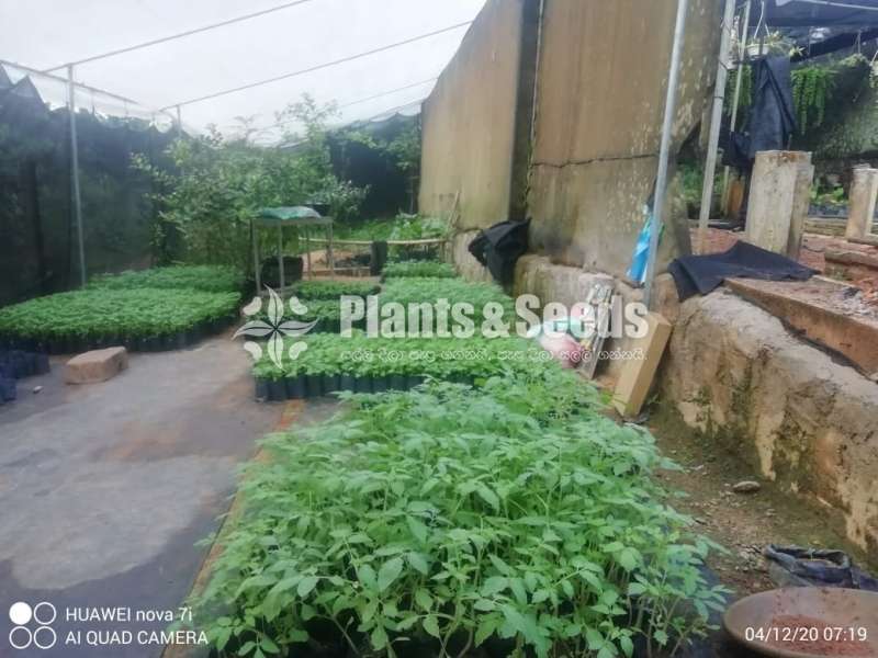 Vegetables Plants