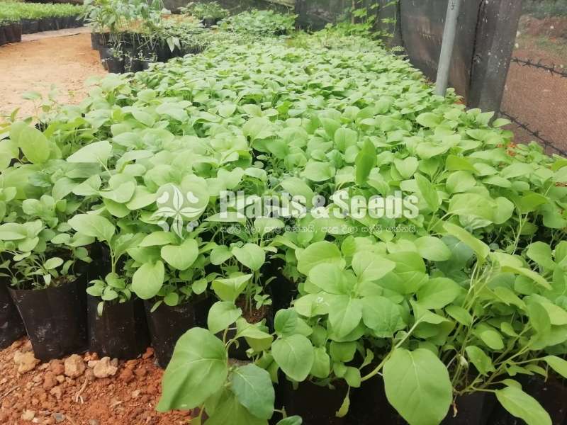 Vegetables Plants