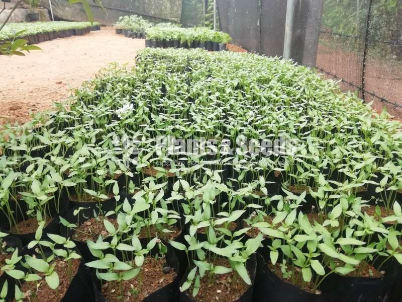 Vegetables Plants