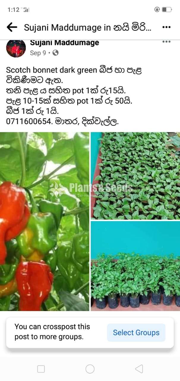 Scotch bonnet (නයි මිරිස් පැල )