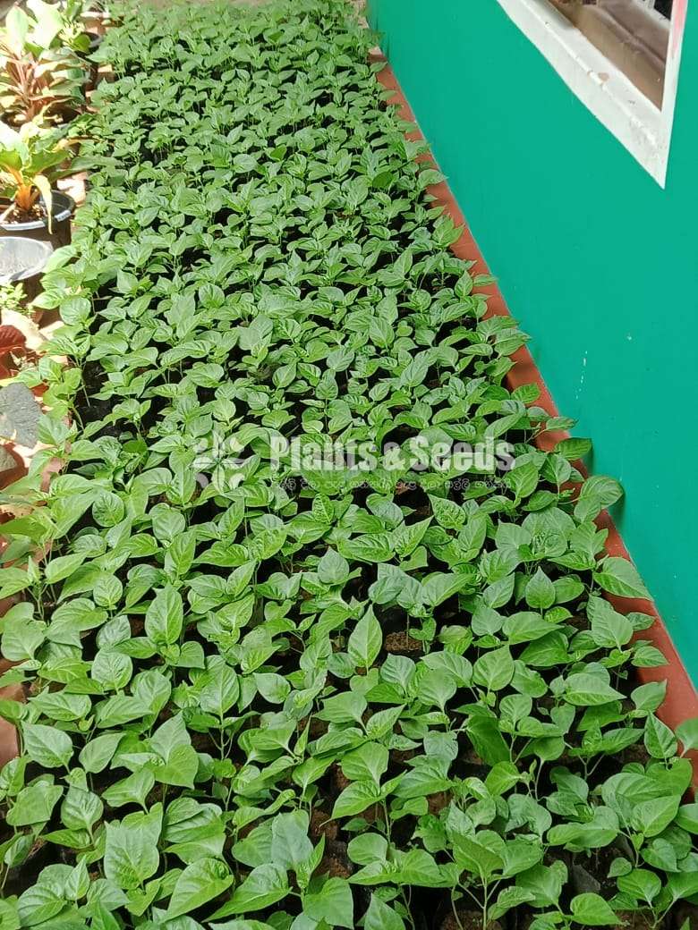 Scotch bonnet (නයි මිරිස් පැල )