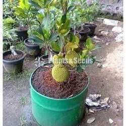 Jackfruit plants (බද්ධ පැනි වරකා පැල)