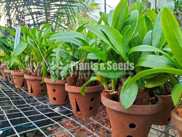 Sell for Orchide plants