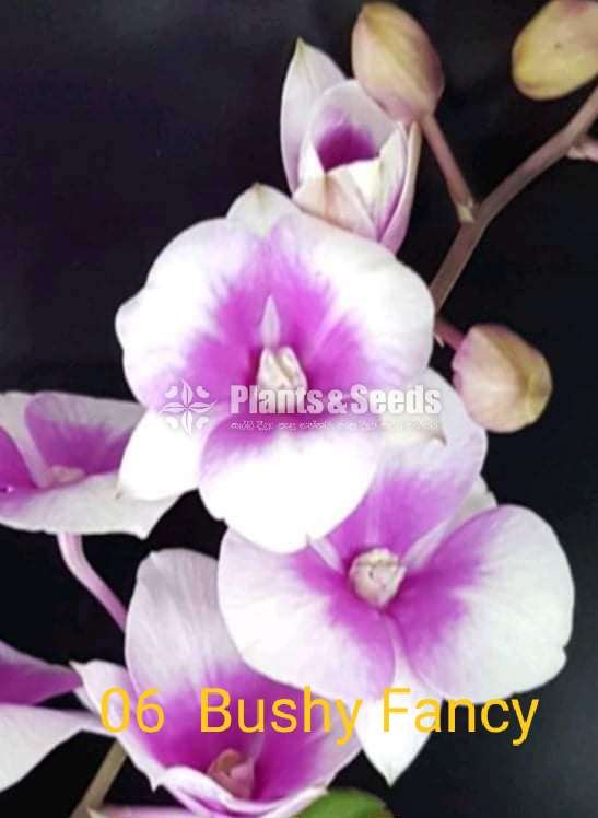 Sell for Orchide plants