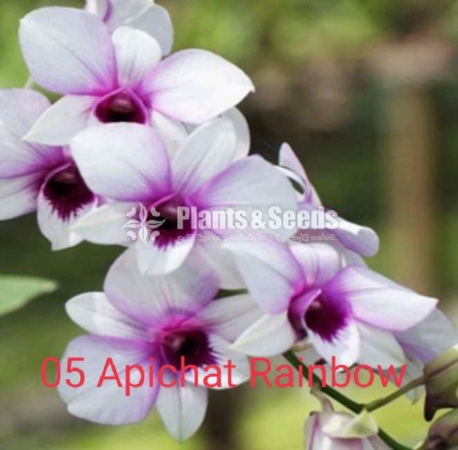 Sell for Orchide plants
