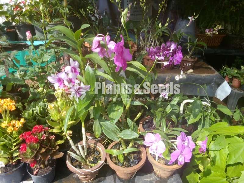 10 Orchids Package