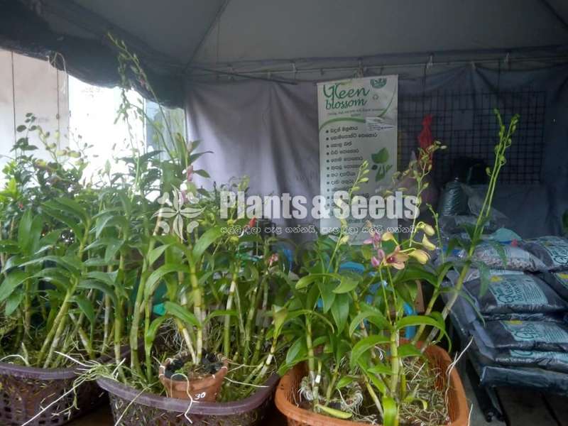 10 Orchids Package