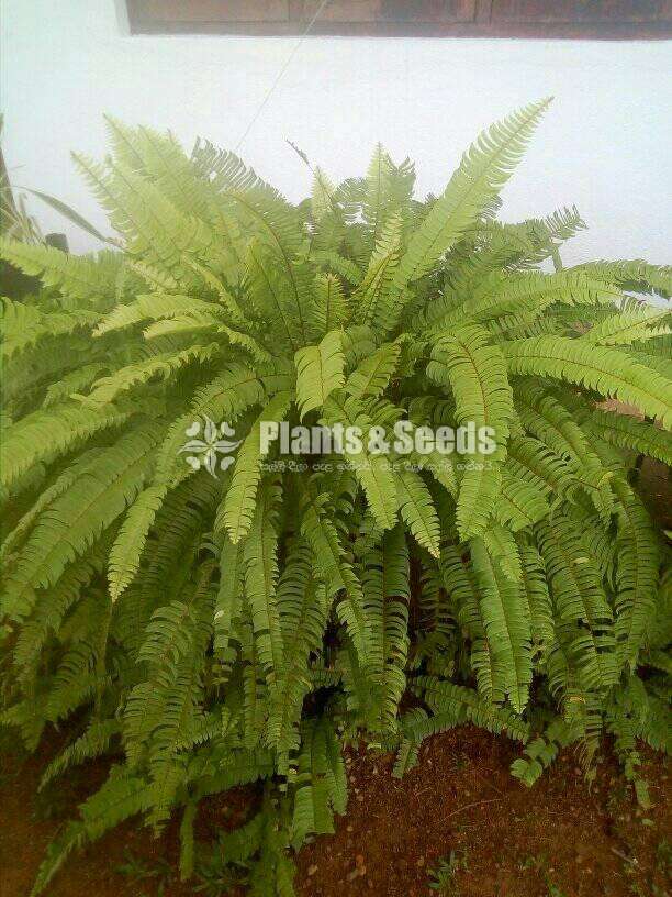 Ferns Plants (මීවන )