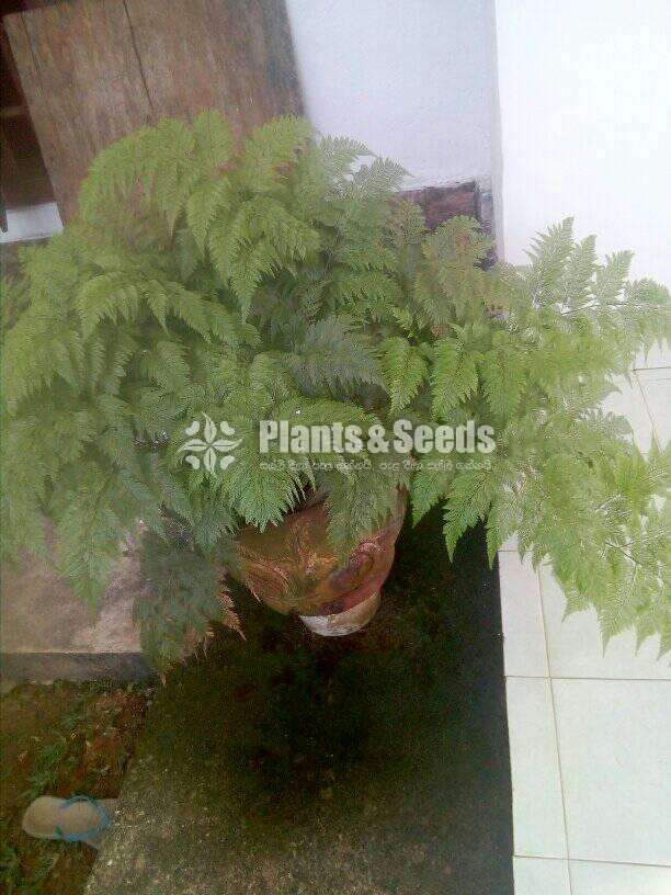 Ferns Plants (මීවන )