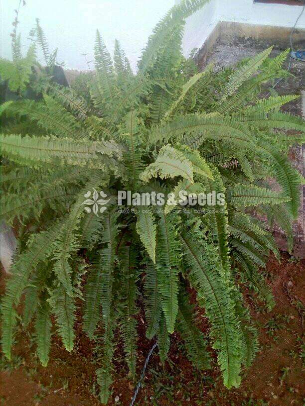 Ferns Plants (මීවන )