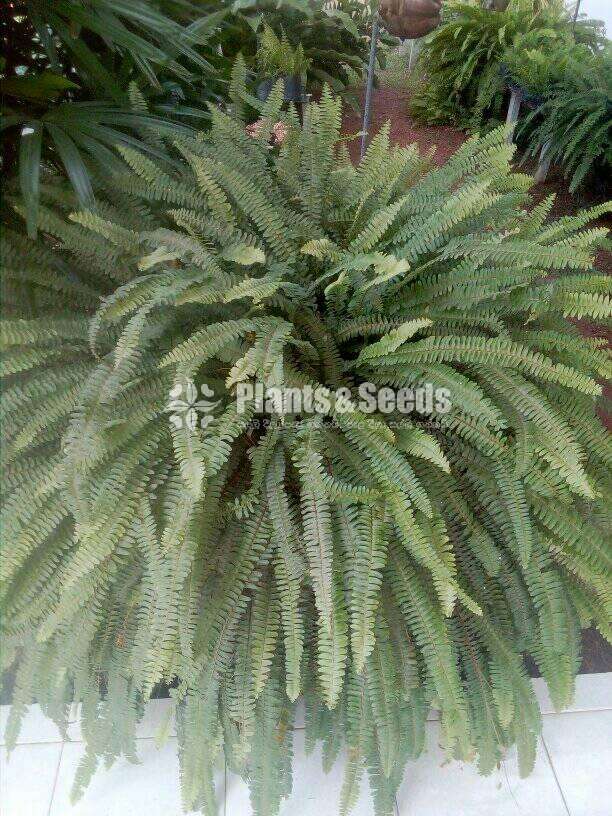 Ferns Plants (මීවන )
