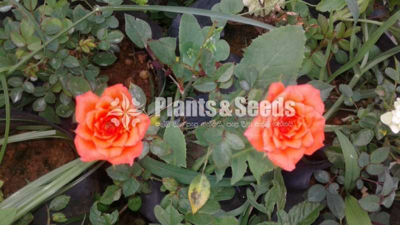 Roses Plants