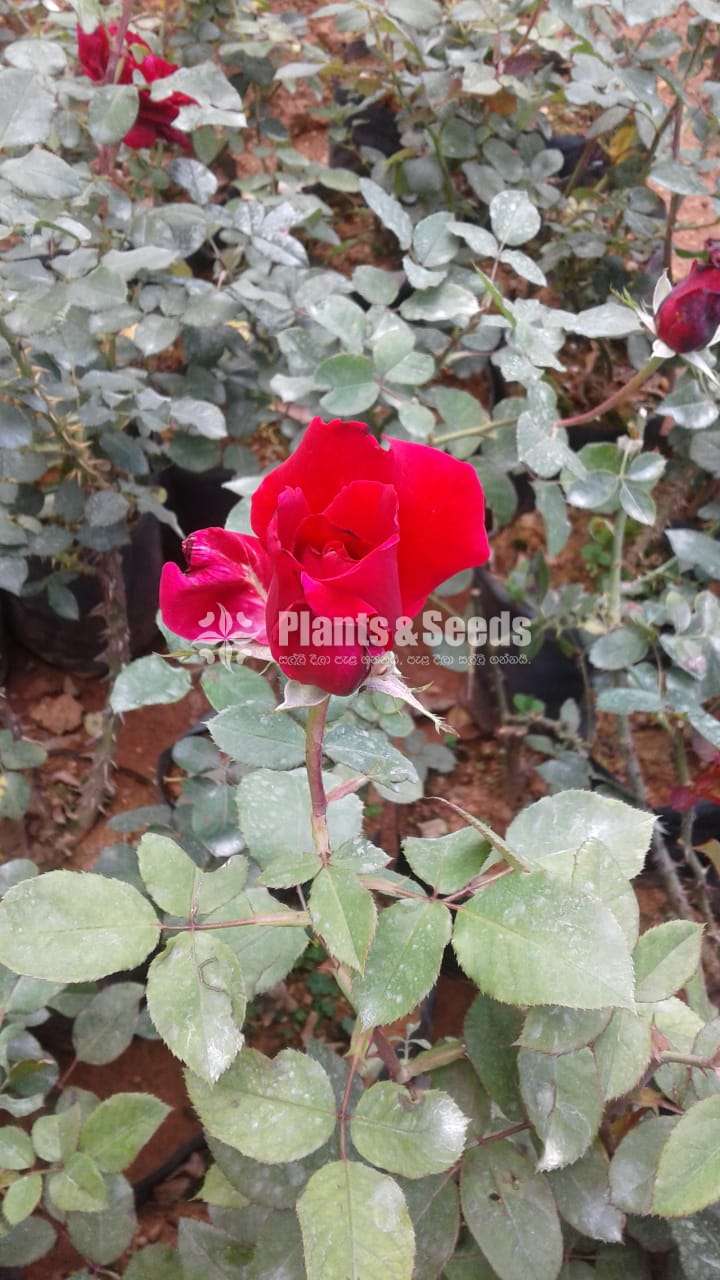Roses Plants