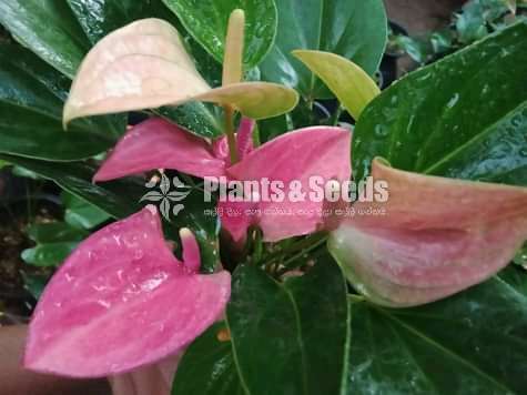 Anthurium Package 